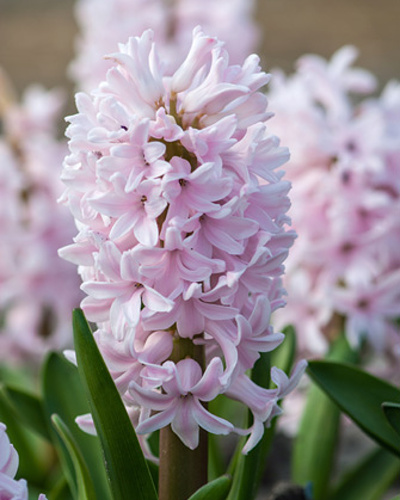 Hyacint China Pink 15/16, 50 ks